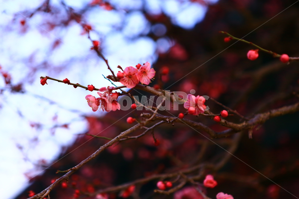 통도사,매화,빨강,절,꽃,봄꽃,봄,계절,spring,season,식물,자연,plants,nature,꽃,flower,plant