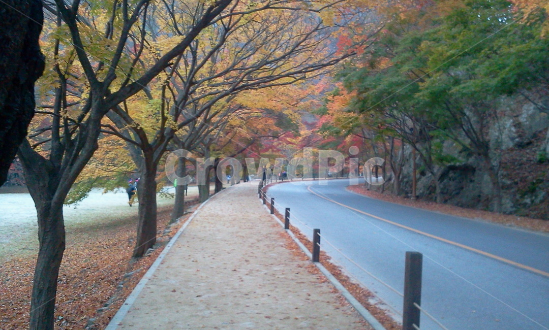 가을,나무,단풍,길,아스팔트,내장사,식물,tree,가을,계절,fall,autumn,season