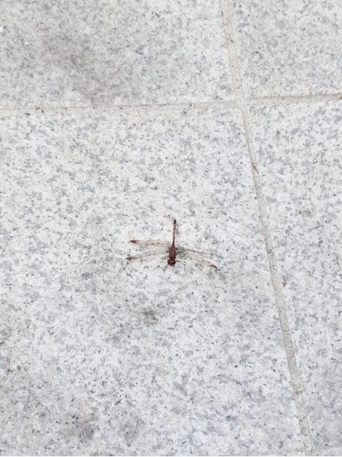 animal,동물,곤충,잠자리,insect,곤충,벌레,insect,bug