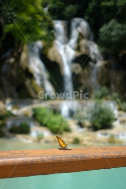나비,자연,곤충,루앙프라방,라오스,꽝시폭포,폭포,풍경,laos,luangprabang,여름,계곡,감성,감성사진,동물,animal,곤충,벌레,insect,bug