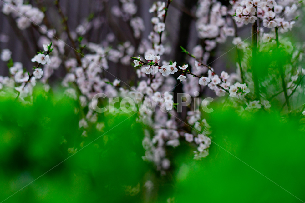 벗꽃,꽃,봄,계절,spring,season,식물,녹색,잎