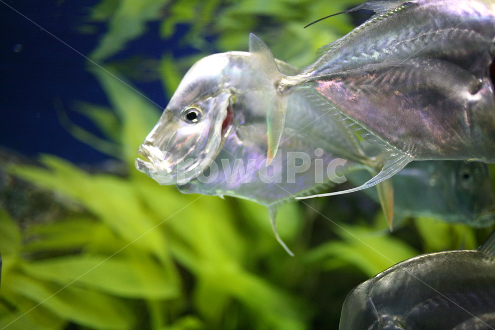 물고기,fish,동물,animal,sea,바다