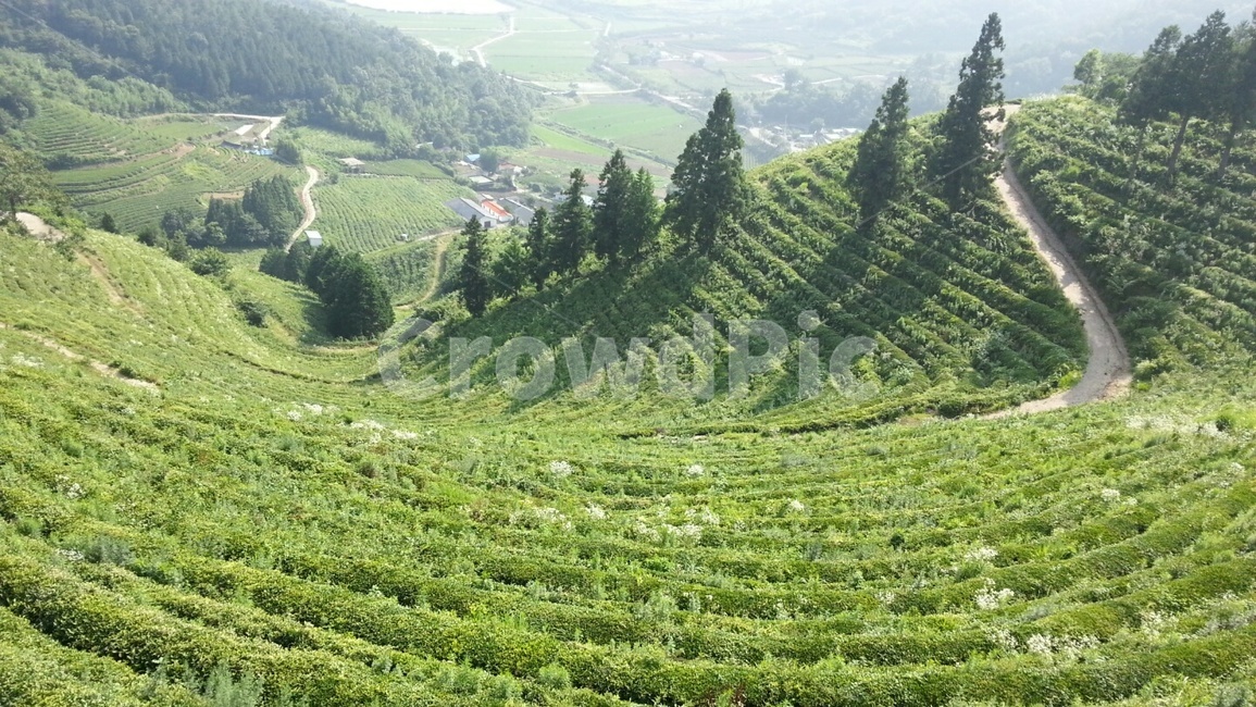 nature,outdoors,옥외,자연,여름,summer,보성,bosung,차,tea,차밭,teafield,식물,plant,초록,green