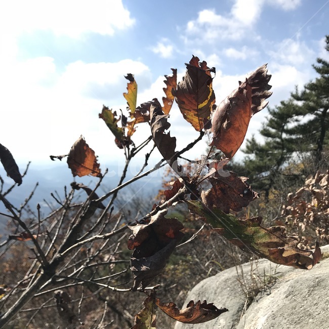낙엽,산,가을,풍경,모악산,가을,계절,fall,autumn,season