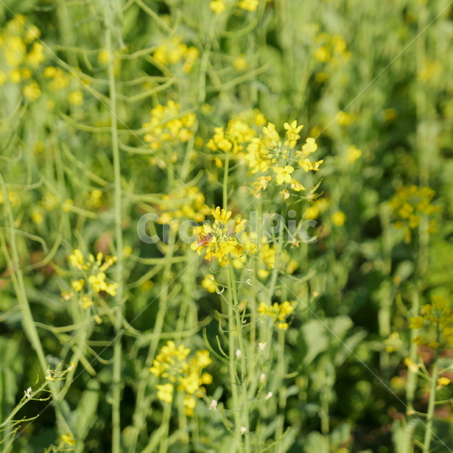 유채꽃,벌,꽃,식물,plant