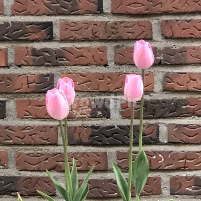 튤립,핑크,분홍,핑크튤립,꽃,식물,자연,plants,nature,꽃,flower