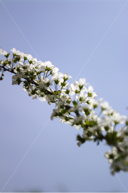 조팝꽃,꽃,flower,식물,plant,식물,자연,plants,nature,꽃,flower