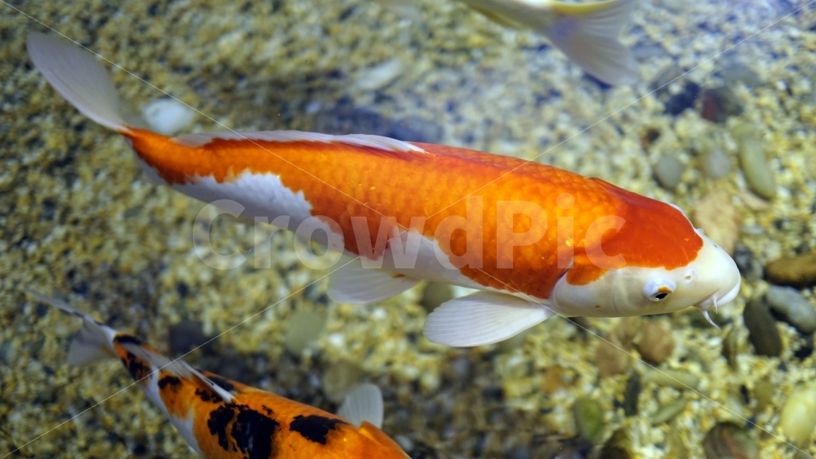 물고기,잉어,열대어,붕어,생선,어류,수족관,낙시,fish,어항,금붕어,수산,해양,바다,생물,동물,물속,바다속,바닷속,animal,수중,생명,자연,nature,물결,동물,animal,어류,물고기,fish
