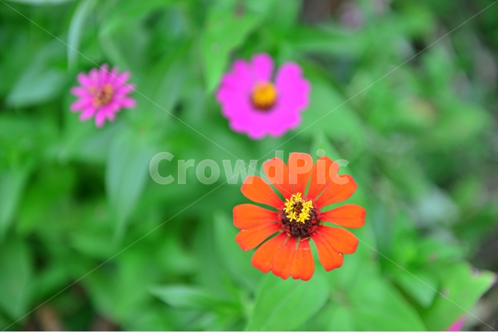 plant,식물,flower,blossom,꽃,daisy,daisies,데이지,백일홍