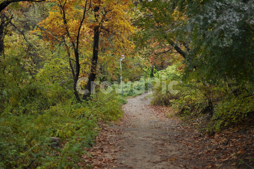 가을,나무,가을풍경,풍경,단풍,낙엽,가을,계절,fall,autumn,season,자연,풍경,nature,landscape,gravel,자갈,road,도로,dirt road,흙길,ground,바닥,path,통로