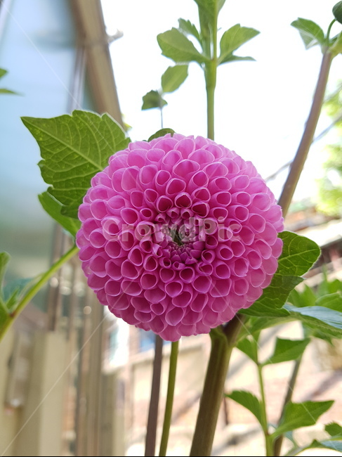 blossom,식물,flower,dahlia,달리아,꽃,식물,자연,plants,nature,꽃,flower