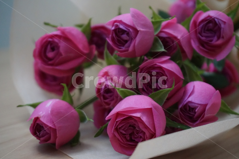 장미꽃,꽃,꽃다발,핑크,rose,pink,flower,minirose,꽃송이