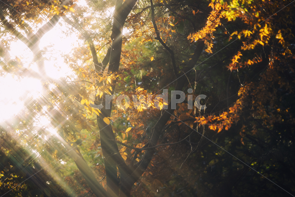 풍경,가을,낙엽,나무,플레어,가을,계절,fall,autumn,season