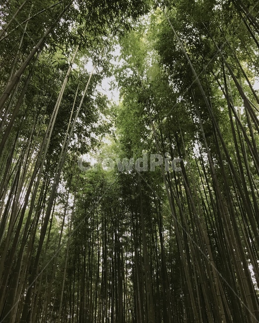 대나무,죽녹원,여름,숲,자연,계절,풍경,시원함,숲속,맑은공기,휴양,휴식,힐링,청정,나무,초록,곧음,대나무숲,배경,식물,숲길,담양,우거진,bamboo,summer,season,healing,green,nature,forest,landscape