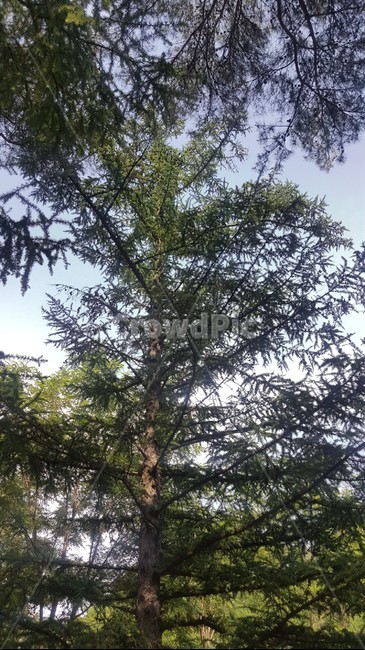숲,측백나무,자연,힐링,나무,웅장한나무,tree,측백,피톤치드