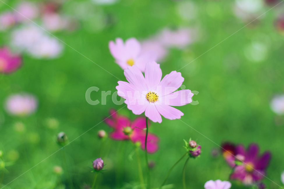 가을꽃,꽃,코스모스,자연,감성사진,가을,계절,fall,autumn,season,식물,자연,plants,nature,꽃,flower,plant,geranium,제라늄,blossom