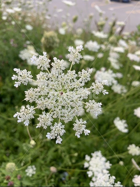 꽃,여름꽃,하얀꽃,flower,yarrow