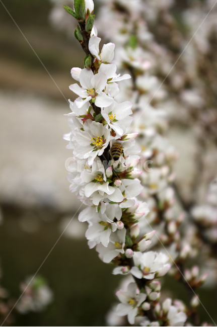 앵두꽃,꽃,flower,식물,plant,식물,자연,plants,nature,꽃,flower