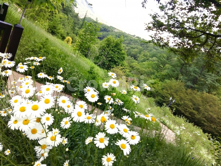 flower,꽃,들꽃,자연,nature,여행,산,들판,꽃밭,풍경,식물,자연,plants,nature,꽃,flower
