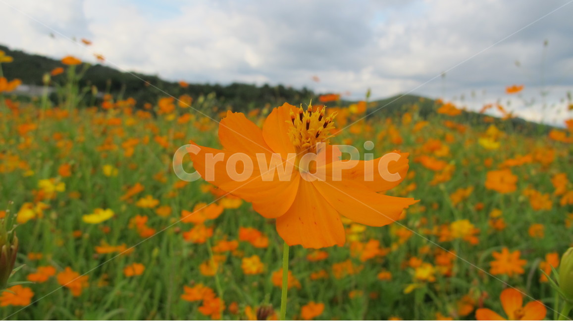 코스모스,꽃,식물,flower,cosmos,plant,fall,가을,식물,자연,plants,nature,꽃,flower