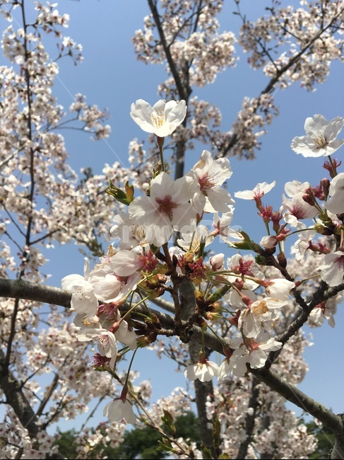 지나가다,벚꽃,힐링,사랑,시작,봄,계절,spring,season,식물,자연,plants,nature,꽃,flower,plant,blossom,cherry blossom