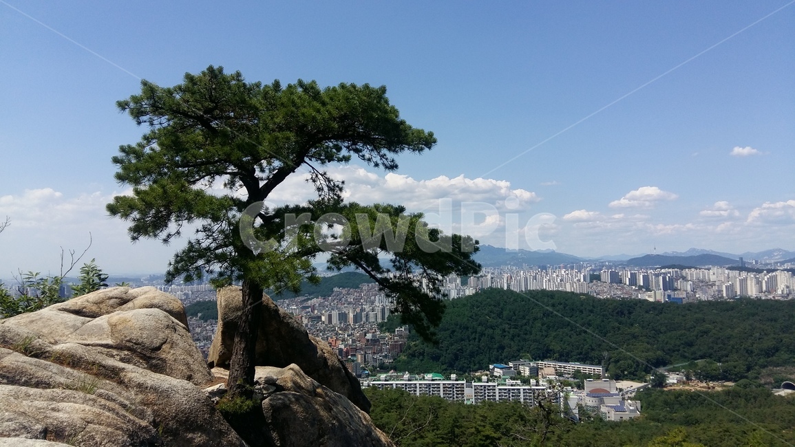 구름,소나무,관악산,삼성산,하늘