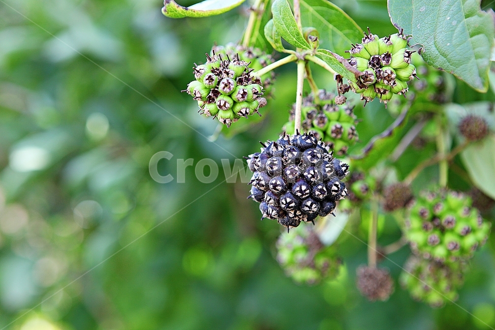 오갈피,약용,열매,잎,농산물,식물,자연,농업,농사,식물,자연,plants,nature