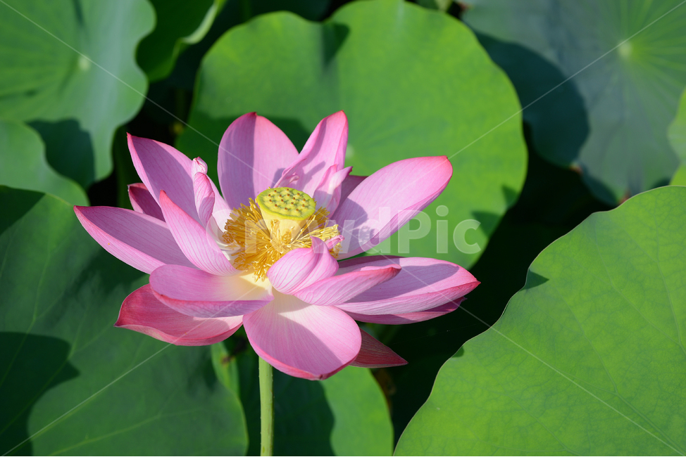 자연,꽃,연꽃,연잎,관곡지,연꽃테마파크,핑크,그린,식물,자연,plants,nature,꽃,flower