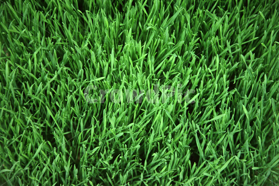 잔디,풀,식물,배경,백그라운드,패턴,녹색,그린,자연,풀잎,식물,자연,plants,nature