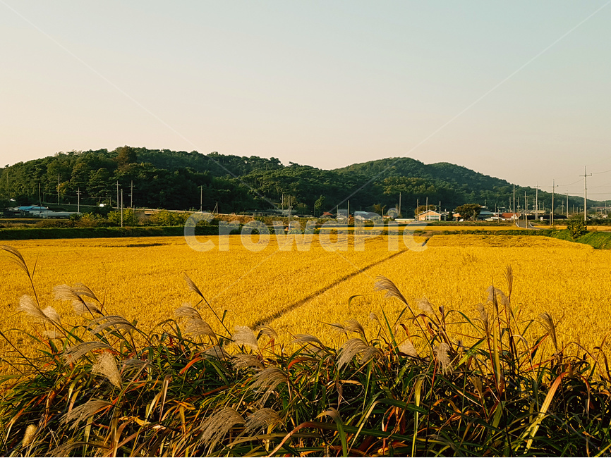 논,벼,풍경,가을,산,노랑,가을,계절,fall,autumn,season,자연,풍경,nature,landscape,한국자연풍경,한국자연경관,korea nature landscape,시골,마을,country,rural,town,field,들,outdoors,옥외,grassland,목초지,plant,식물,grass,잔디