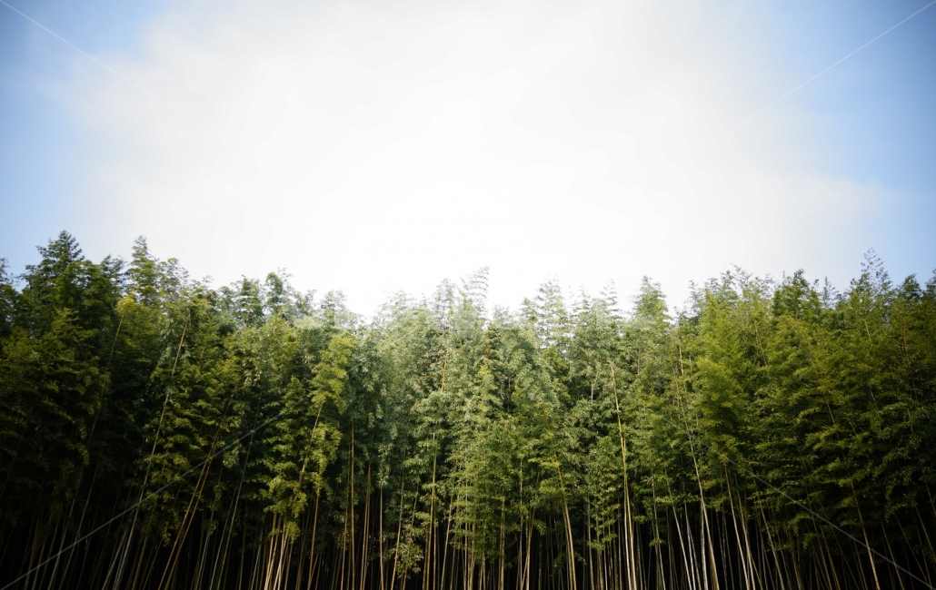대나무,초록,대나무숲,하늘,담양,한국,야외,자연,풍경,nature,landscape,plant,식물,bamboo