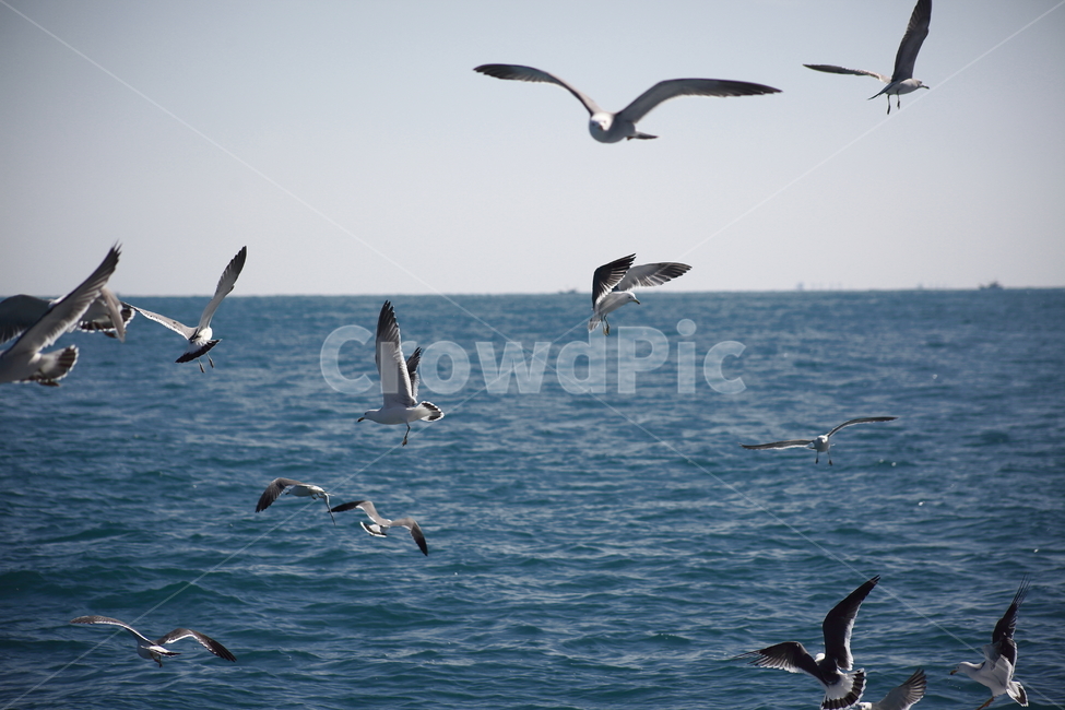 갈매기,바다새,대형조류,commongull,mewgull,laruscrassirostris,괭이갈매기,동물,animal,조류,새,birds