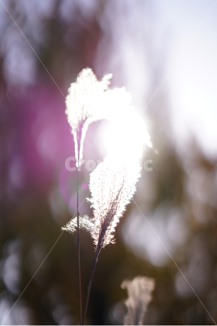 갈대,억새,가을,역광,플레어,식물,자연,plants,nature