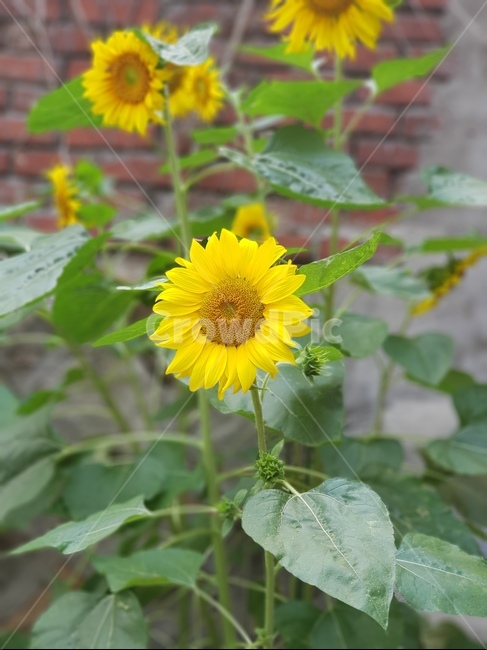 해바라기,노랑색,마당,오후,집,초록색,여름