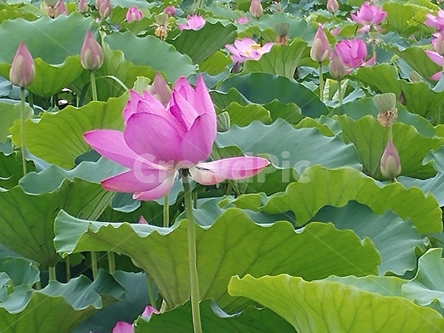 연꽃,lotus,식물,수초,땅속줄기,담수초,련꽃