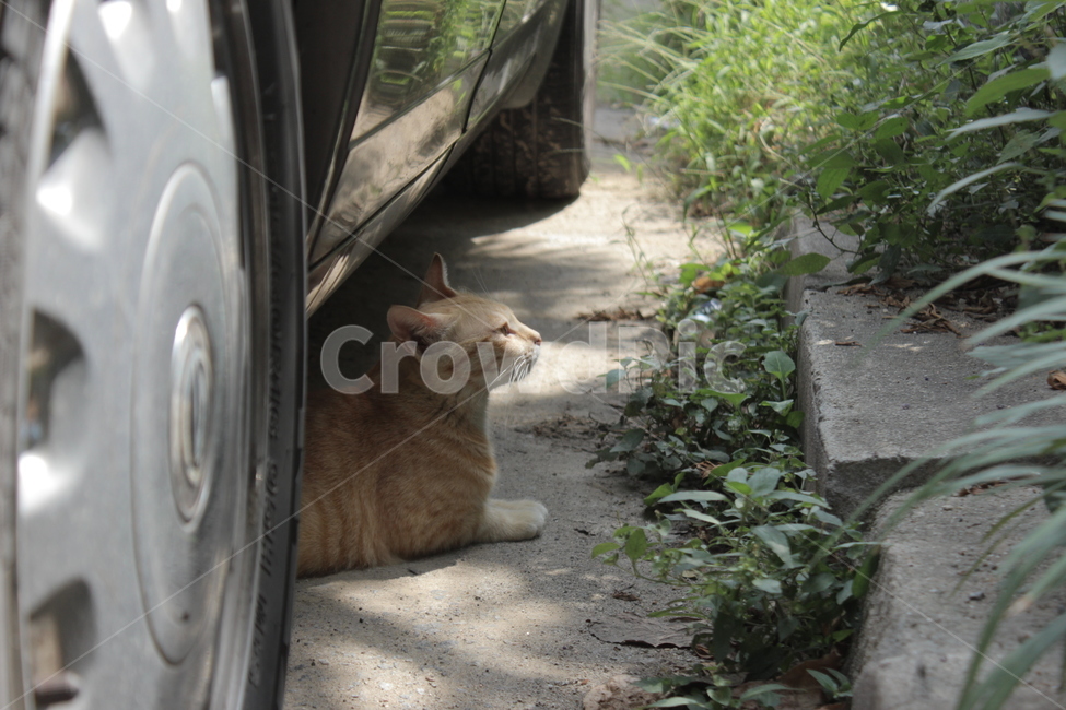 길고양이,치즈냥,삼색냥,동물,cat
