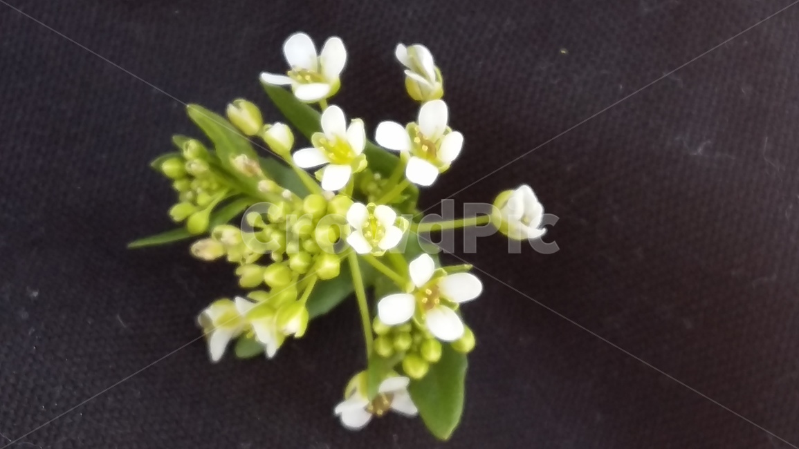 냉이,봄,꽃,냉이꽃,봄꽃,봄,계절,spring,season,식물,자연,plants,nature,꽃,flower,plant,blossom