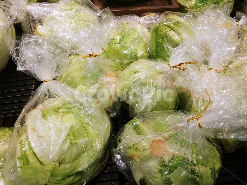 야채,채소,음식,청과,요리,재료,양상추