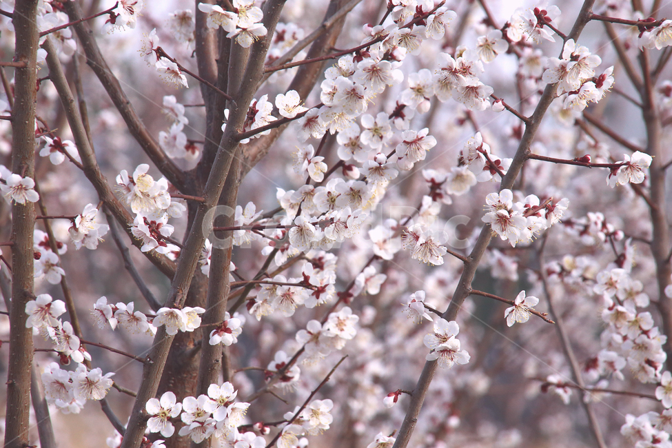 매화,꽃,매화꽃,감성,봄날,봄,자연,spring,flower,봄,계절,spring,season,식물,자연,plants,nature,꽃,flower,plant,blossom,cherry blossom,벚꽃