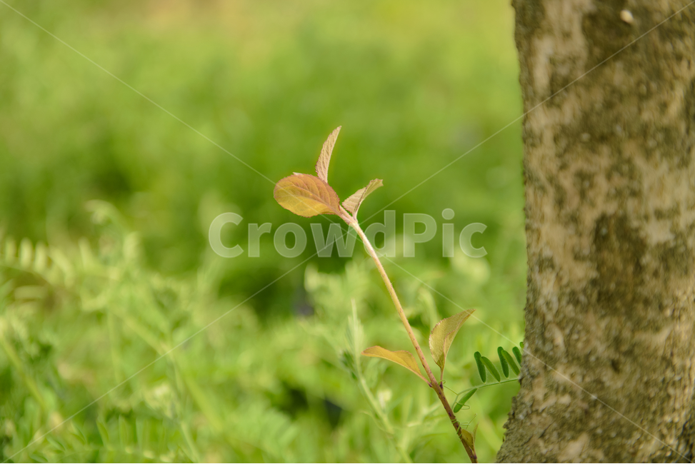 꽃,자연,접사,힐링,신선함,season,plants,nature,flower,sensible,feeling,색깔,색상,색채,색감,colorsense,colorsensitivity,feelingofcolor,감성,평온함,느낌,휴식,녹색