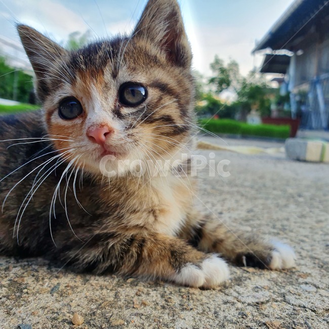 고양이,아기고양이,코숏,귀여움,심쿵