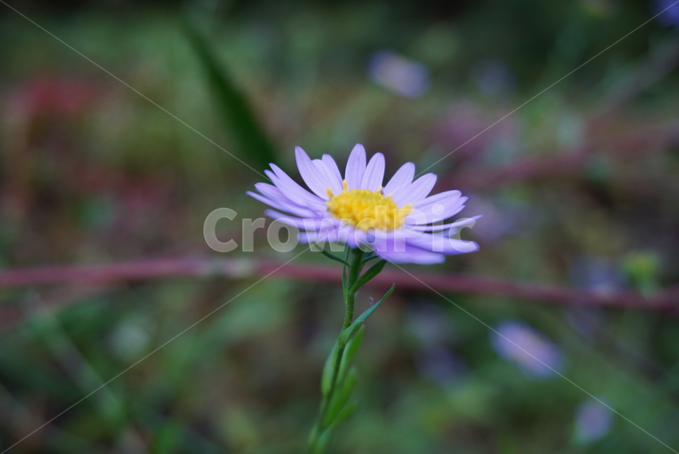 꽃,보라색꽃,잔디,잔디속꽃,자연물