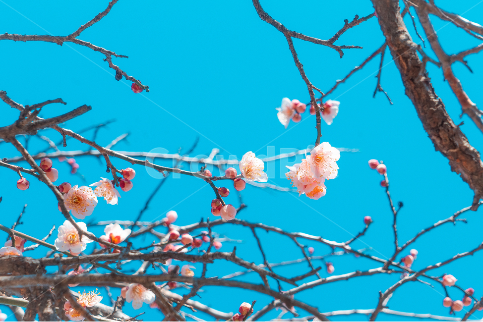 매화,꽃,매화꽃,매화나무,blossom,매실나무,식물,plant,flower,장미과,봄,계절,spring,season,식물,자연,plants,nature,꽃,flower