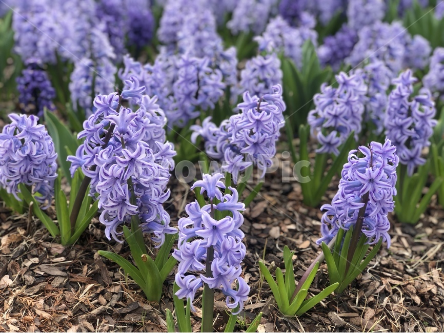 봄,꽃,봄꽃,풍경,자연,히야신스,봄,계절,spring,season,식물,자연,plants,nature,꽃,flower,plant,blossom