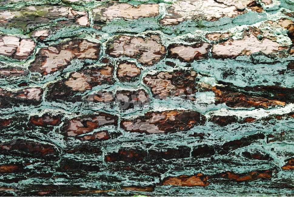 텍스쳐,패턴,나무껍질,빈티지,바탕,배경,백그라운드,질감,표면,texture,background,반복,추상,소나무,껍질,외피,pattern,텍스처,질감,패턴,texture,pattern