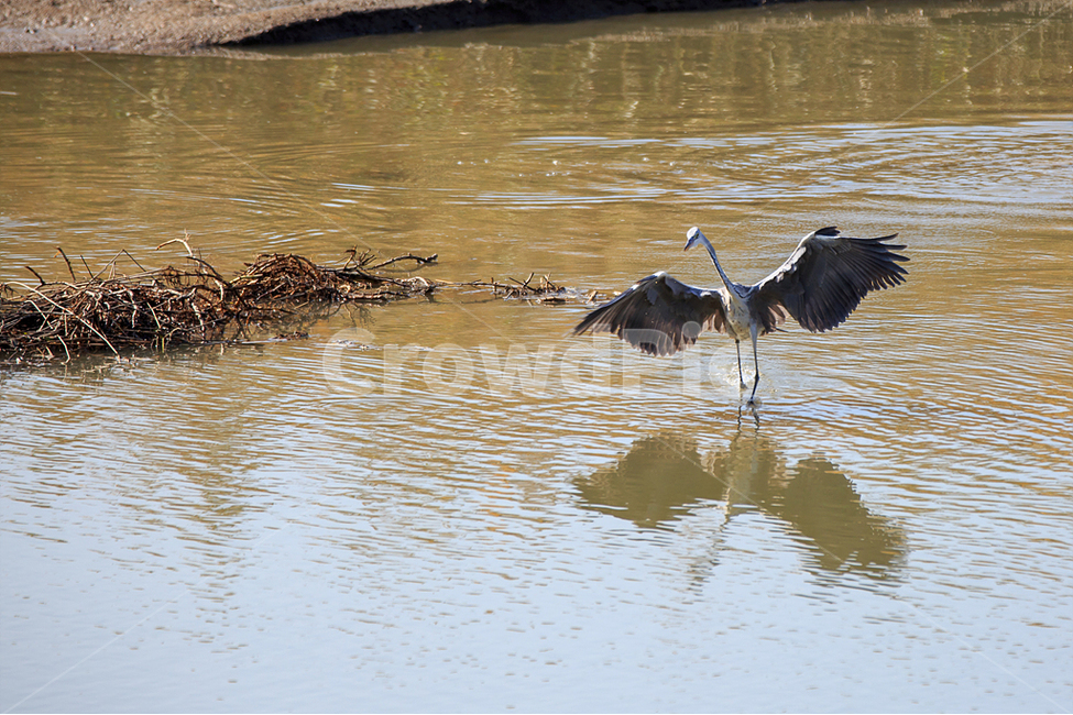 nature,common heron,bird,Reed Marsh Park,flapping wings
