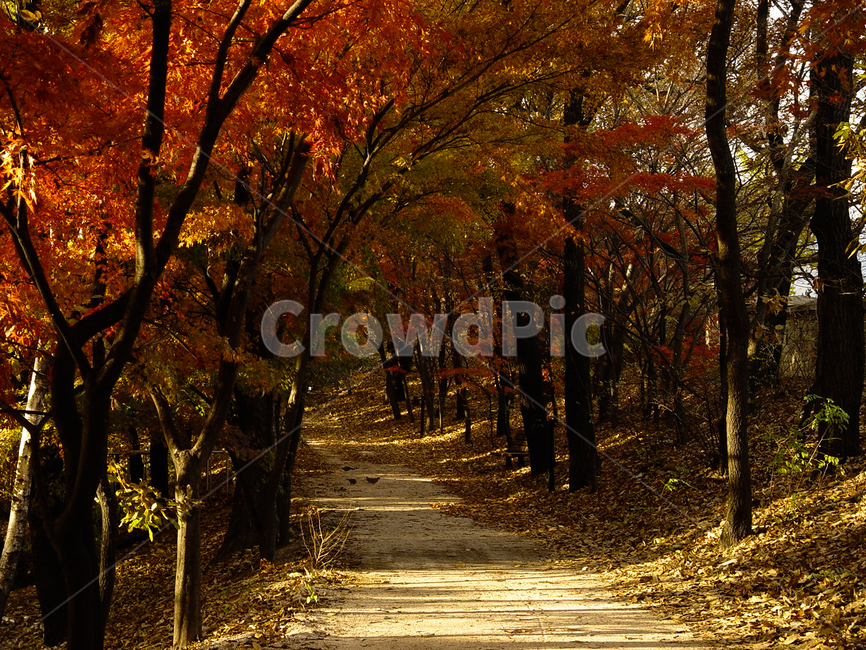 가을,산책,단풍나무길,아름다움,기도,나무,plant,식물,tree