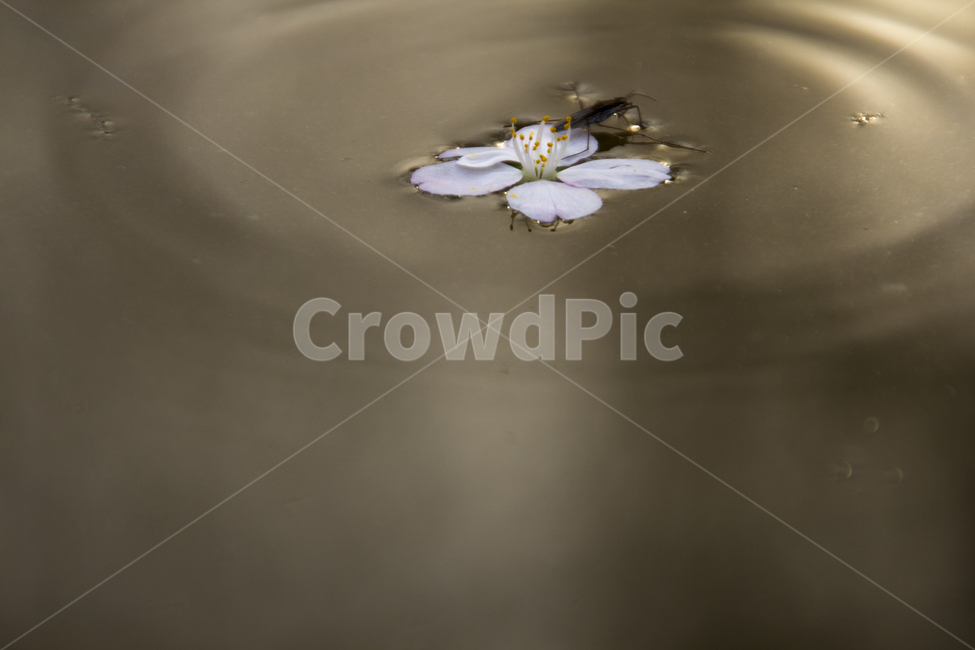 plant,식물,벚꽃,꽃,flower,소금쟁이