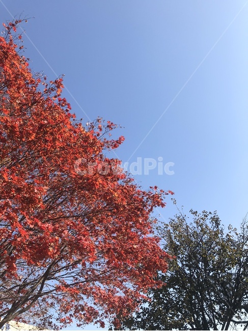 가을,나무,단풍,잎,붉은단풍,plant,tree,maple
