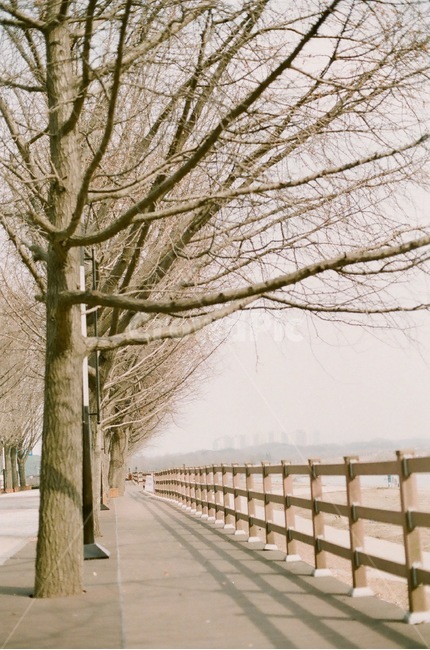 겨울,겨울산책,필름카메라,쓸쓸함,나무,식물